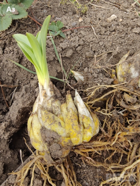 Продавам големи луковици на цветя лилиум за градината, снимка 1