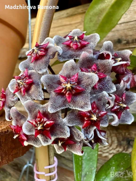 Hoya Pubicalyx red button , снимка 1