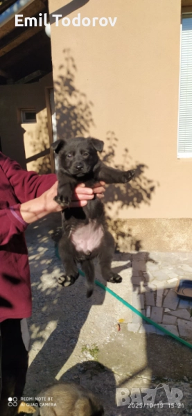 Немска овчарка-сивак, снимка 1