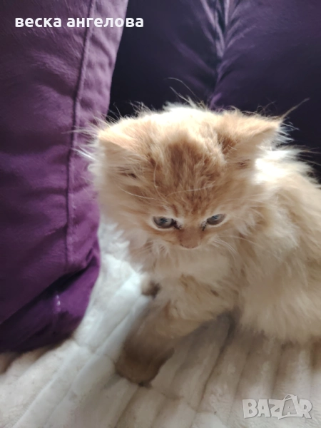 Очарователно персийско котенце , снимка 1