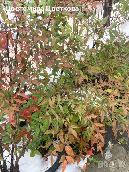 Продава се Нандина Доместика-голяма(70-80см)!!!70лв., снимка 1