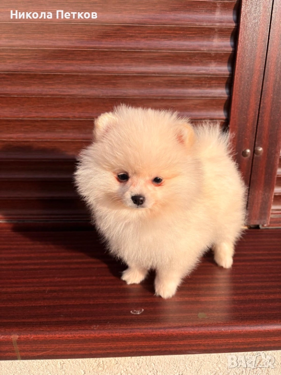 Померан , снимка 1