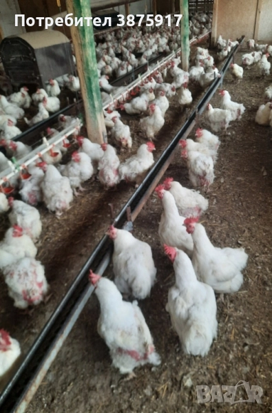 продавам бройлерни кокошки за клане, снимка 1