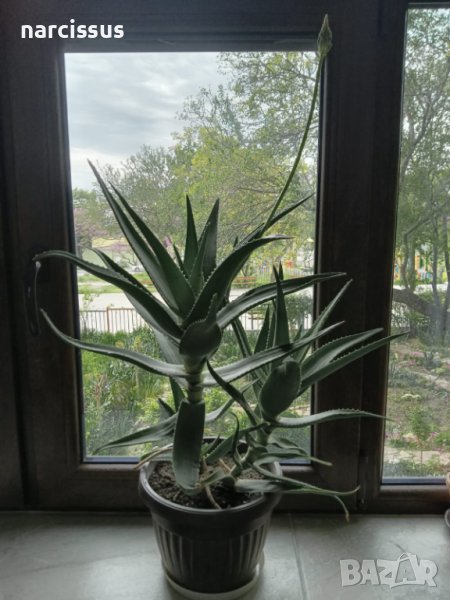 Алое Вера , снимка 1