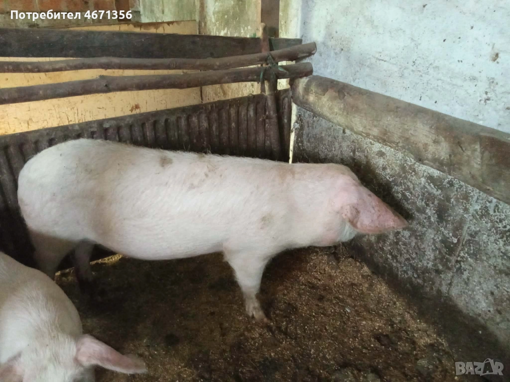 Продавам Прасе, снимка 1