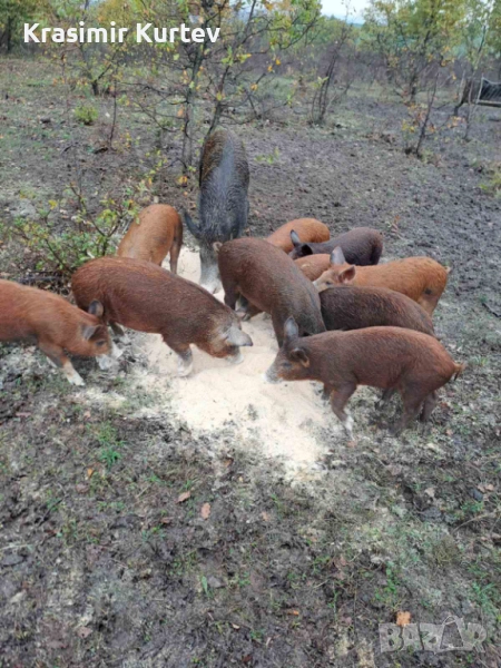 Малки банкетни прасета полу диви , снимка 1