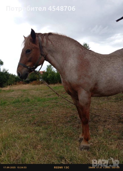 Продавам кобила, снимка 1