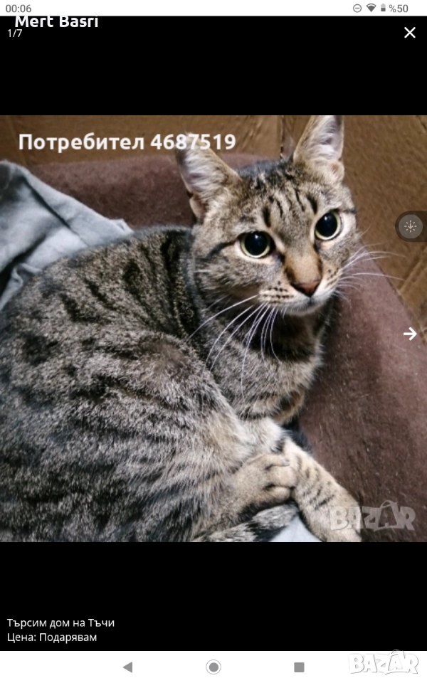 Търсим дом на Тъчи, снимка 1