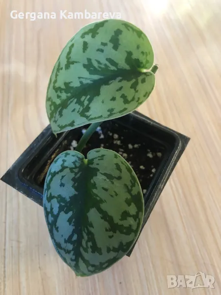 Scindapsus Silver Lady , снимка 1
