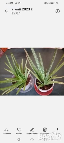 Алое/ Aloe barbadensis/, снимка 1