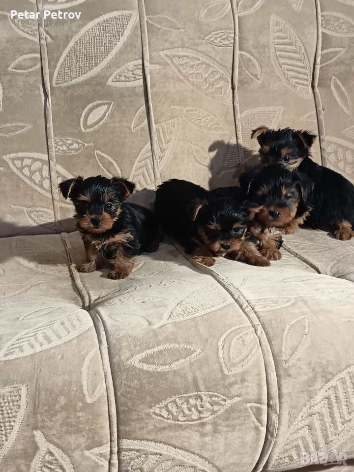 Йоркширски териер мини , снимка 1