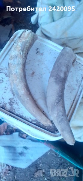 Животински рогове-30  лв, снимка 1