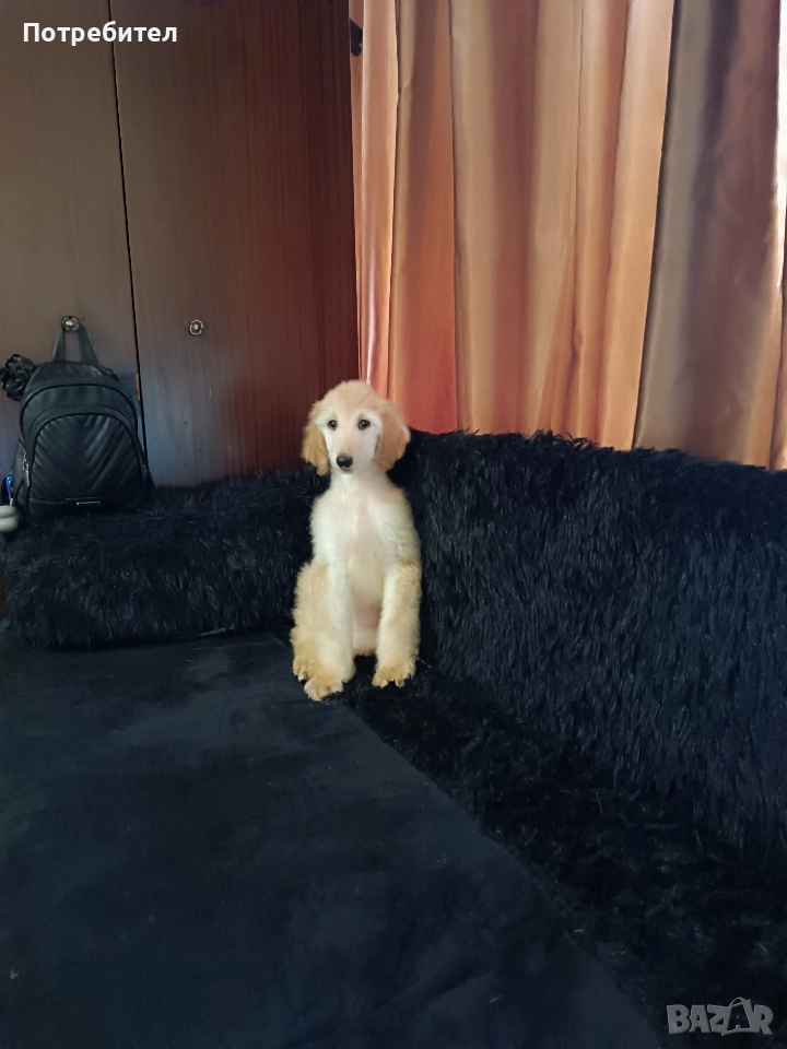 Афганистанска хрътка, снимка 1