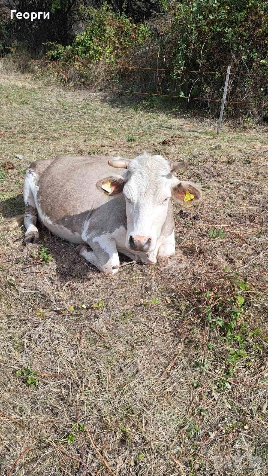 Продавам заплодена крава месодайна цена 2200 лв , снимка 1