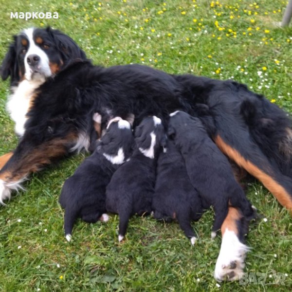 Бернски зененхунд , снимка 1