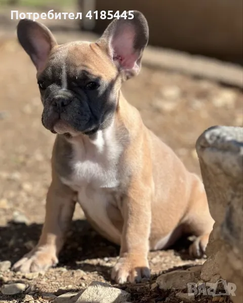 French bulldog / Френски булдог, снимка 1