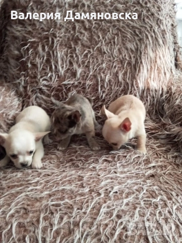 Чихуахуа, снимка 15 - Чихуахуа - 53409879