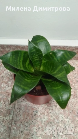 Сансевиера 2 вида / Sansevieria Hahnii/Sansevieria trifasciata  , снимка 7 - Стайни растения - 50819879