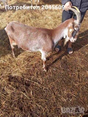 Кози за клане, снимка 1