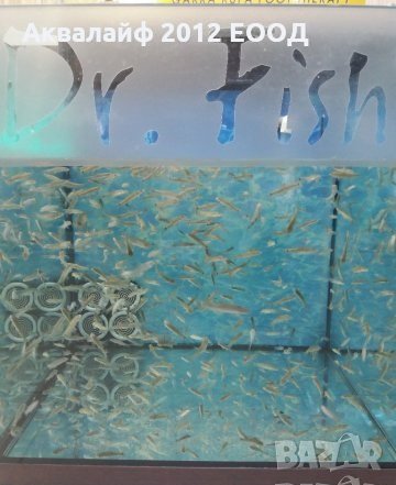 Рибки Гара руфа (Garra rufa) от ферма в България , снимка 5 - Рибки - 35875042