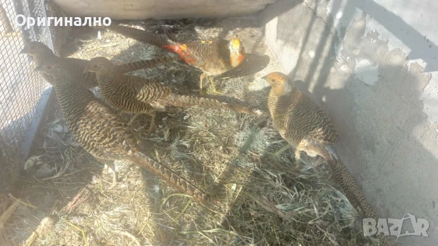 Фазани , снимка 2 - Кокошки и пуйки - 52145567