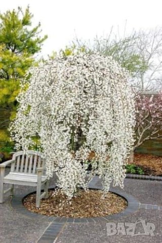 Плачеща японска вишна Snow fountain, снимка 2 - Градински цветя и растения - 44196176