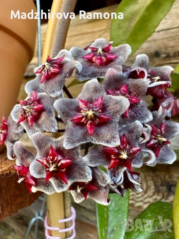 Hoya Pubicalyx red button 