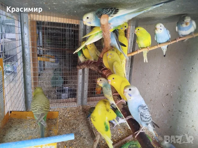 различни видове птици , снимка 5 - Папагали - 56153805
