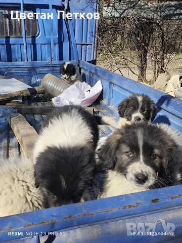 Каракачанки , снимка 6 - Каракачанска овчарка - 53824782