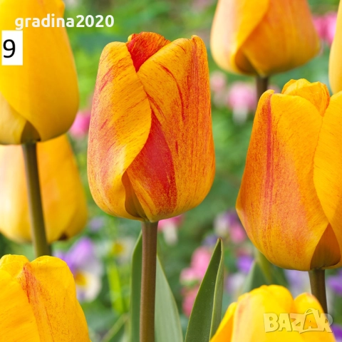 Луковици на лалета, снимка 14 - Разсади - 51436404
