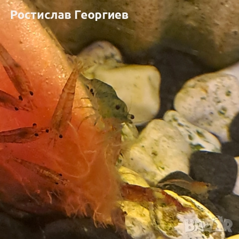 Аквариумни скариди, снимка 5 - Рибки - 51859976