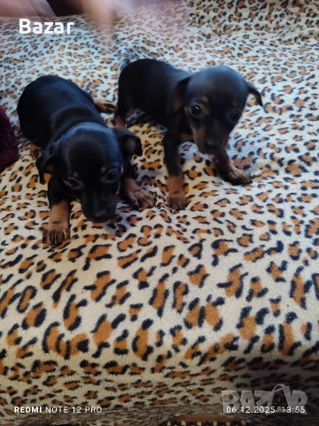 2 броя пинчери женски , снимка 4 - Пинчер - 52670801
