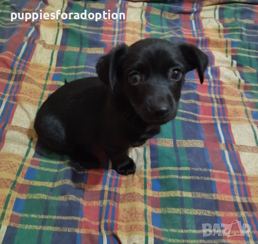 Подарявам кученца, разновидност на патърдейл (chatterdale), снимка 8 - Други - 53838730