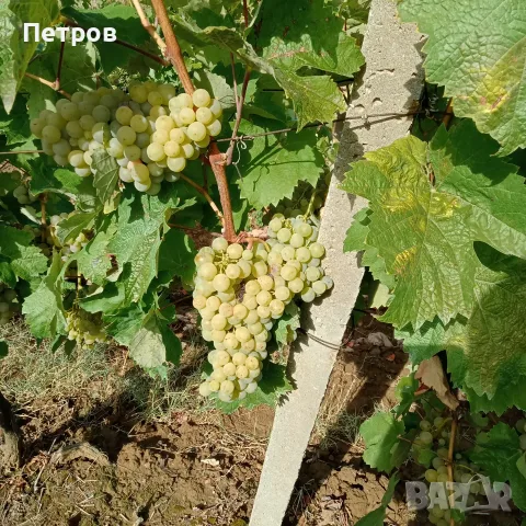 Продавам отлично грозде сорт Димят–идеално за вино и ракия, снимка 2 - Други - 56091171