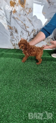  Той и мини пудели