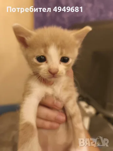 Подаряваме котенца