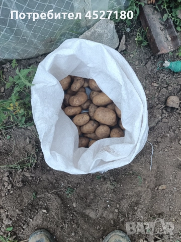 Родопски Картофи пататос компир, снимка 3 - Домашни продукти - 52755268