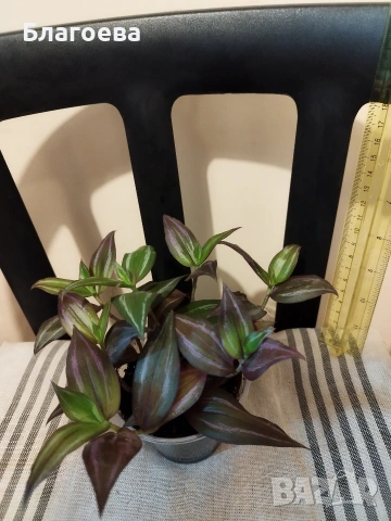 Традесканция, снимка 2 - Стайни растения - 52027182