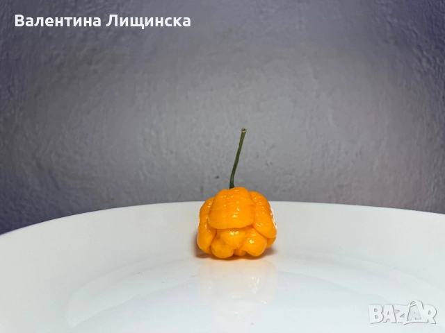  резервиране на разсад от люти чушки, снимка 3 - Разсади - 51981708