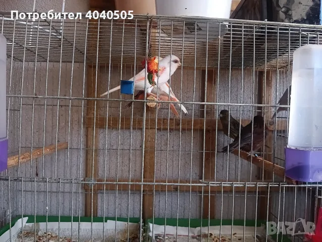 канарчета люпило 26 , снимка 4 - Канари - 56360176