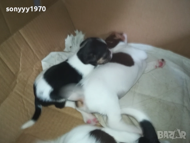 ДЖАК РЪСЕЛ-250ЛВ ЗА БРОЙ 0409251453, снимка 16 - Джак ръсел териер - 51605105