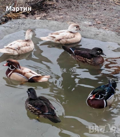 Патици Каролинки , снимка 2 - други­ - 51497214