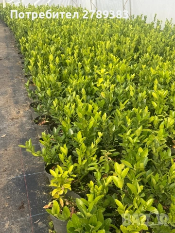 Евонимус , зелен , бяло зелен , жълто зелен, снимка 2 - Градински цветя и растения - 53071393