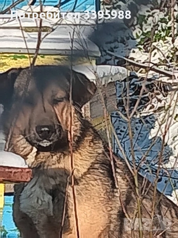 Подаряваме куче, снимка 2 - Изгубени/намерени - 52381561