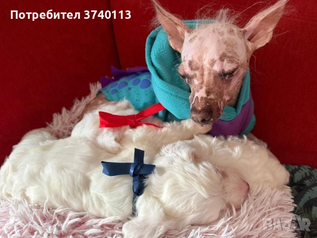 Китайско качулато куче (голо), снимка 3 - Други - 52849634