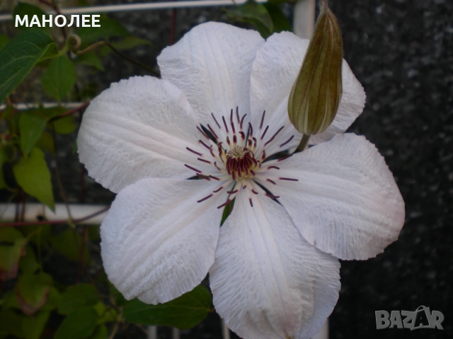 ✨👌🌼Клематис🌼🪷🌞🪴