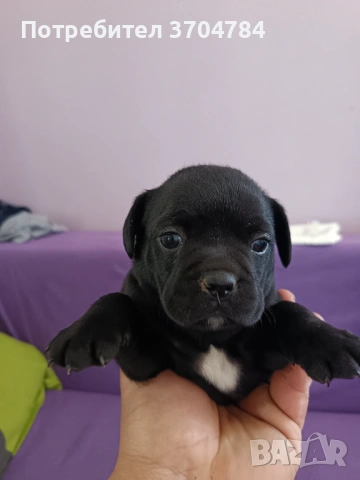 Продавам френски булдочета 