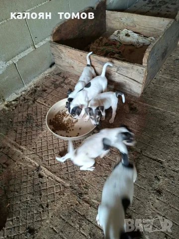 куче 🐕 Джак Ръсел , снимка 6 - Джак ръсел териер - 55622524