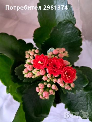 Каланхое, снимка 4 - Стайни растения - 53314588