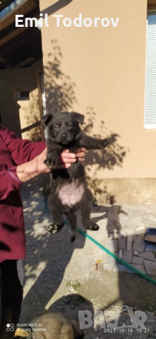 Немска овчарка-сивак, снимка 1